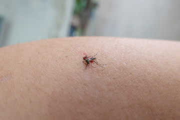 Aedes mosquito with blood and death on skin