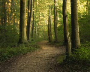 path in the forest