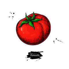 Tomato vector drawing. Isolated tomato and sliced piece. Vegetable illustration.