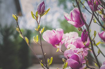 Obraz premium beautiful blossoming pink magnolia flower