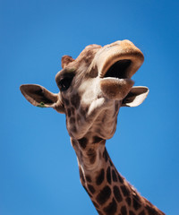 close up of head of giraffe