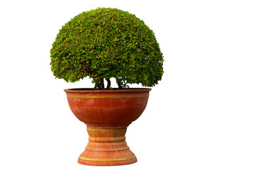Tree in pots, isolated on white background
