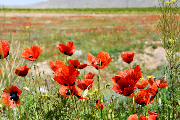 Blooming red poppies in spring. South of Armenia