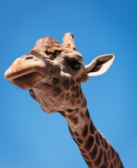 portrait of giraffe