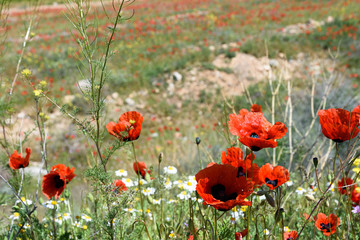 Blooming red poppies in spring. South of Armenia