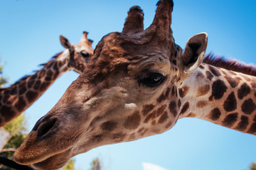 portrait of giraffe
