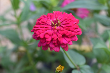 flower in garden