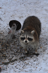 Raccoon with damaged bird feeder