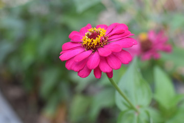 Obraz premium pink flower in garden