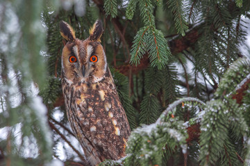 Long-eared owl (Asio otus) siting in snowy fir tree, in cold winter day