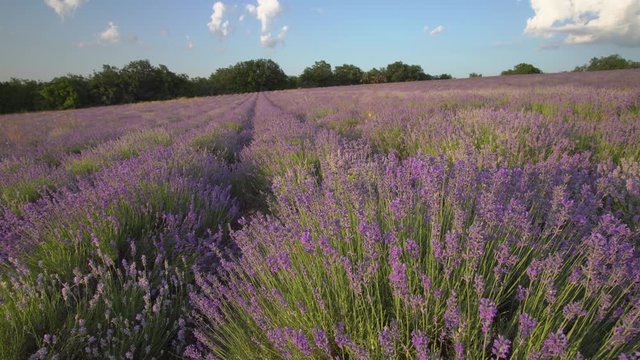 Bush of lavender flower in big meadow. Agriculture and nature scene. 