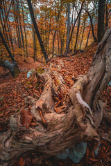 Roots of dead tree
