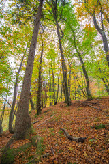 Autumn in the forest