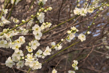 梅の花（Ume ）
