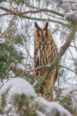 Long-eared owl (Asio otus) siting in snowy tree, in cold winter day