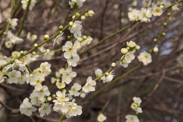 梅の花（Ume ）