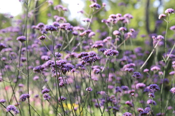 purple flowers in the garden