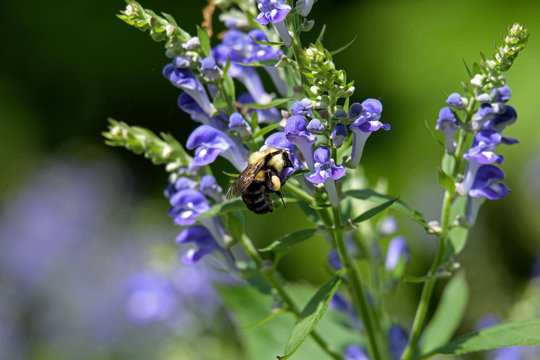 Bumblebee feeding on downy skullcap. The bee is part of 250 species in the genus Bombus, part of Apidae. The skullcap has an arching hooded upper lip and is part of the mint family.