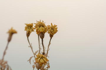 Dried flowers in the sky background