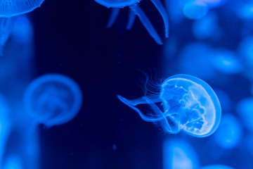クラゲ, jellyfish