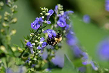 Bumblebee feeding on downy skullcap. The bee is part of 250 species in the genus Bombus, part of Apidae. The skullcap has an arching hooded upper lip and is part of the mint family.