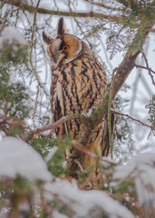 Long-eared owl (Asio otus) siting in snowy tree, in cold winter day