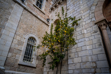 Fototapeta na wymiar Lemon Tree. Wall and walls of the church