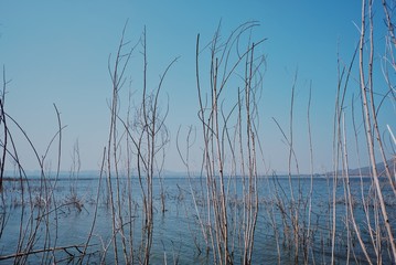 reeds in lake