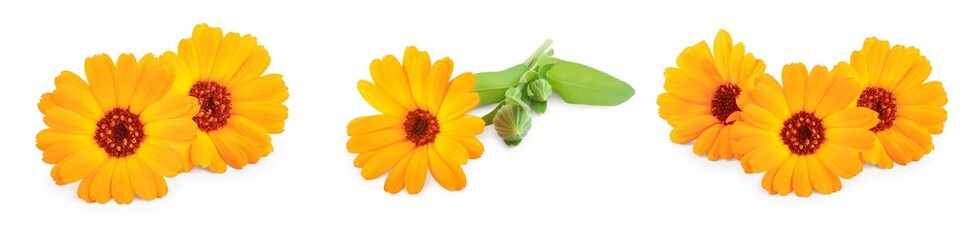 Calendula. Marigold flower with leaves isolated on white background. Set or collection