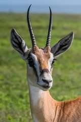 Close up portrait of a Thomson's Gazelle on the Serengeti in Tanzania