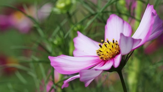 Pink mexican aster or cosmos flowers field with light wind  in nature garden outdoor background	