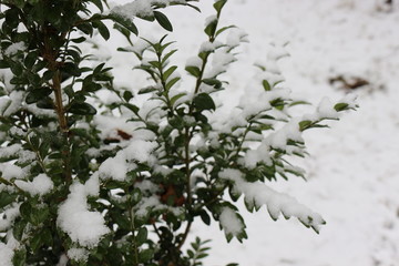  The first snow fell on the green leaves of the bushes