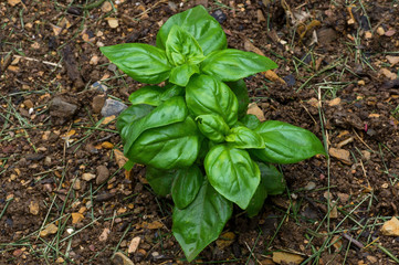 Basil in the garden on a cloudy day after the rain. It also called great basil and is a culinary herb of the family Lamiaceae. It is native to tropical regions and is used in cuisines worldwide.
