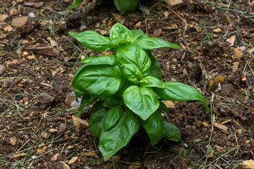 Basil in the garden on a cloudy day after the rain. It also called great basil and is a culinary herb of the family Lamiaceae. It is native to tropical regions and is used in cuisines worldwide.