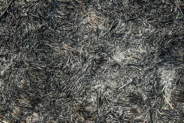The fields were burned to the ground by charcoal vines.