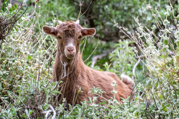 Portrait of a curious goat kid hidden in bushes in Crete, Greece