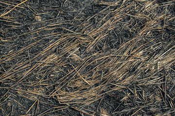 The fields were burned to the ground by charcoal vines.