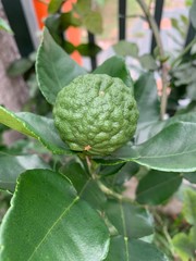 Kaffir lime and leaves