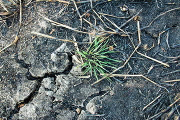 The fields were burned to the ground by charcoal vines.