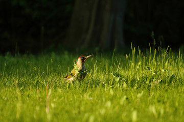 Ein Grünspecht sitzt im Sommer in einer saftigen grünen Wiese im Abendlicht bei Sonnenschein, Picus viridis