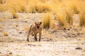 Female lion with bloodied mouth after a successful hunt