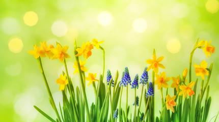 Fototapeta na wymiar Beautiful spring background with yellow daffodil and muscari flowers. Sunny gardening composition.