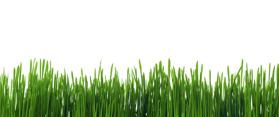Young green grass on white background.