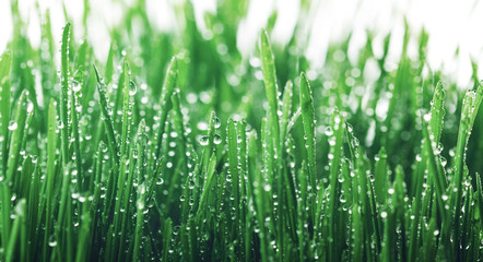 Fresh young green grass with dew drops. Beautiful nature landscape with water droplets.