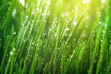 Fototapeta na wymiar Fresh green grass with dew drops in morning sunny lights. Beautiful nature landscape with water droplets.