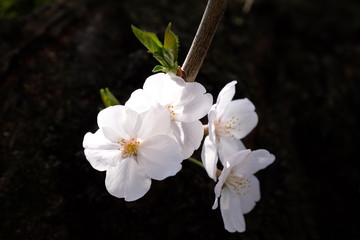 春の東京で咲く桜の花の風景