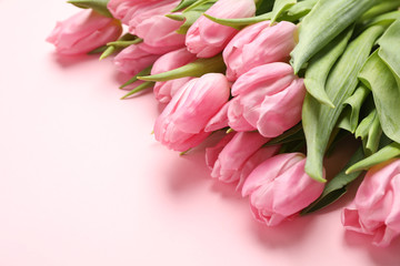 Beautiful tulips on pink background, close up