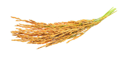 organic paddy rice,ear of paddy, ears of Thai jasmine rice isolated on white background