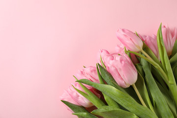 Bouquet of tulips on pink background, space for text