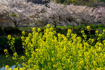 Obraz premium 菜の花畑
